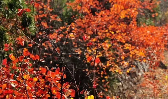 《后汉书》精选30句丨以史为鉴知得失，以人为鉴知进退