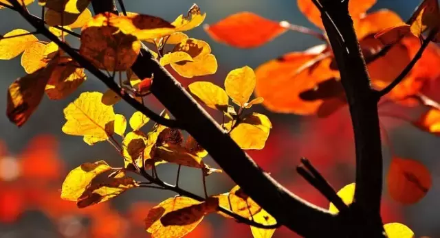 《后汉书》精选30句丨以史为鉴知得失，以人为鉴知进退