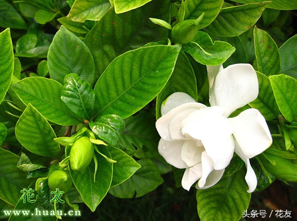 栀子花花语和寓意（栀子花的象征代表意义及赠送技巧）