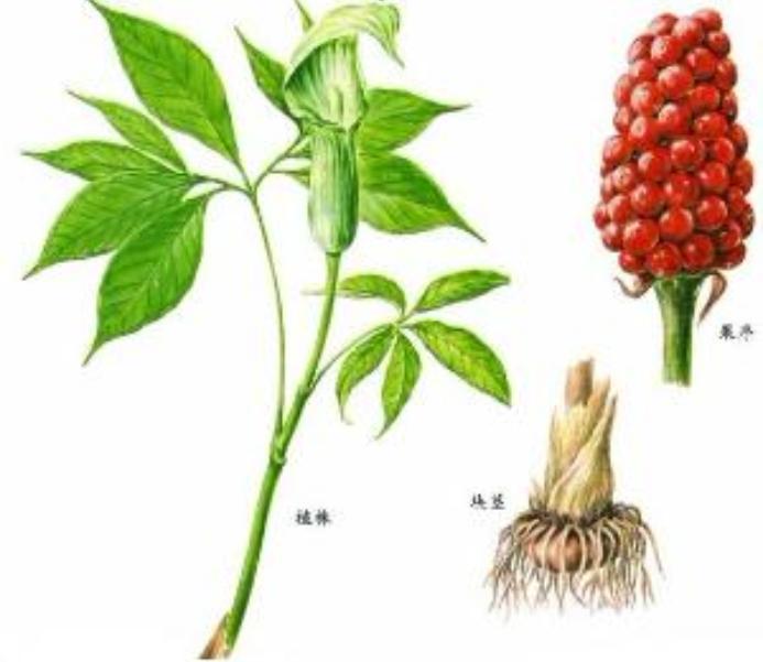 生南星的功效与作用(生南星的功效与作用及毒副作用)-我的快乐小窝