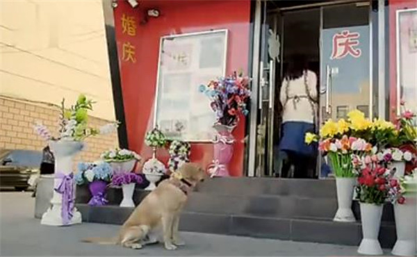 狗狗坐在花店门前不走，店主给了它一朵花，小狗的行为感动到哭