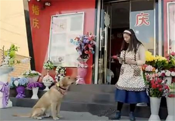 狗狗坐在花店门前不走，店主给了它一朵花，小狗的行为感动到哭