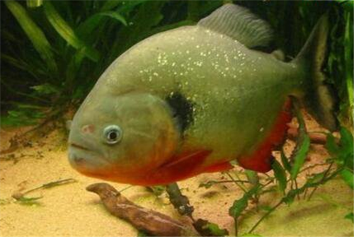 食人魚(yú)可以吃嗎,