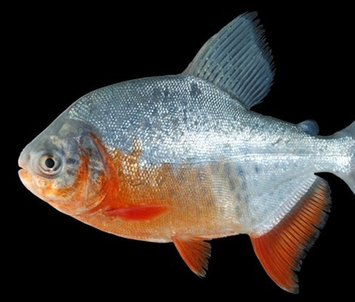 食人魚(yú)可以吃嗎,