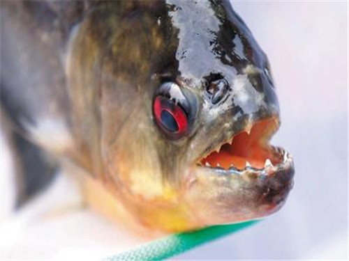 食人魚(yú)可以吃嗎,