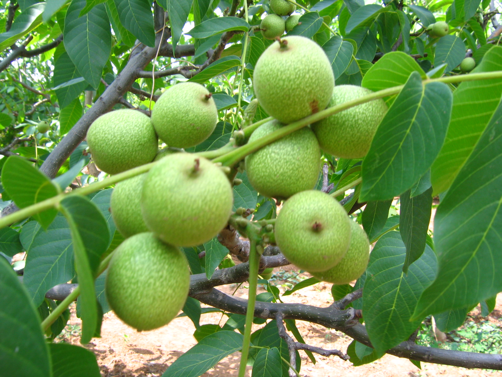 核桃这个植物全身是宝,其作用真是令人难以想象!