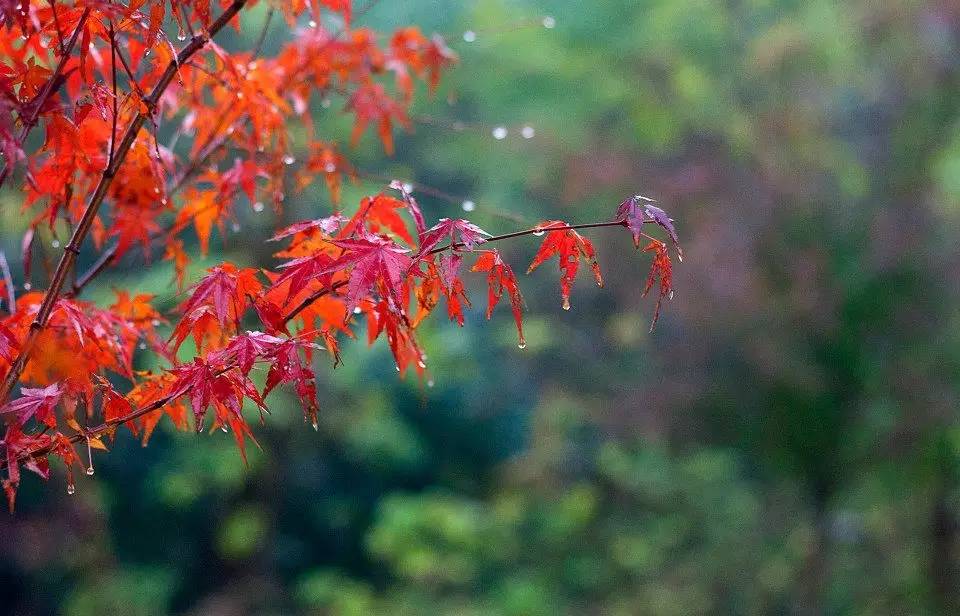 唯美，淋漓在古诗词里的那场秋雨