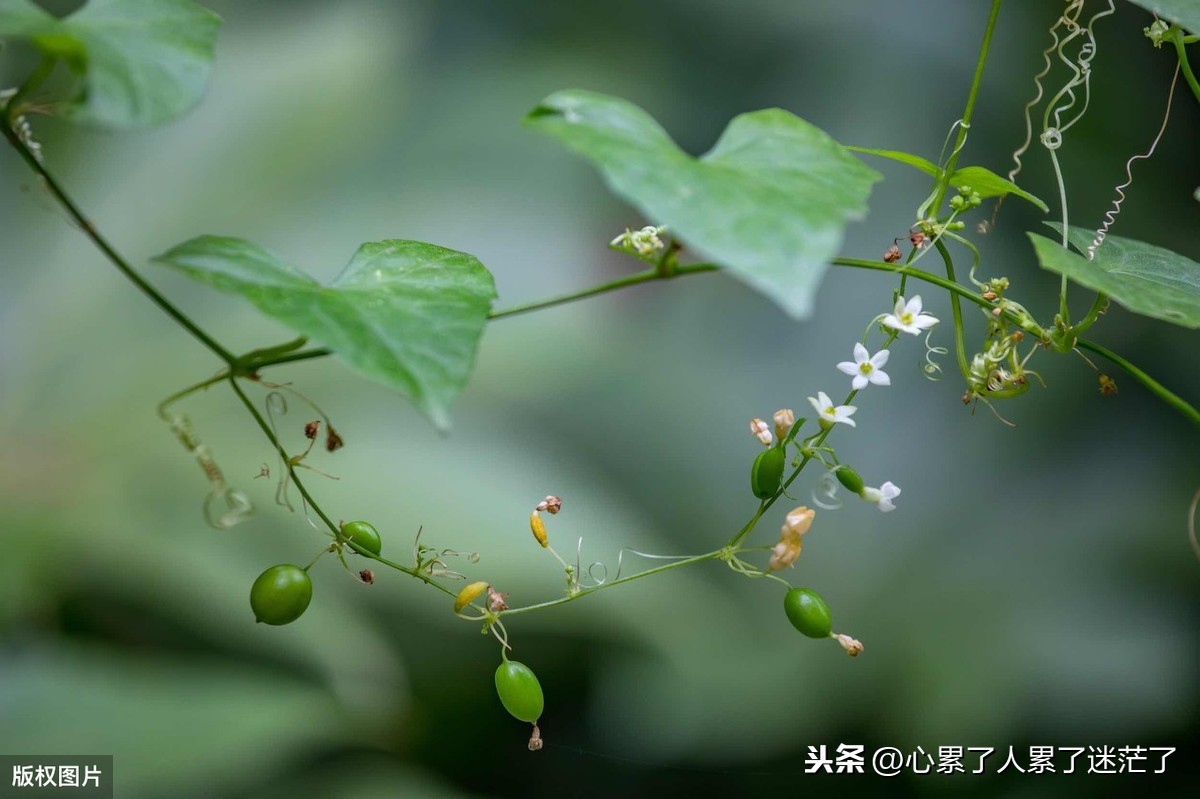 人生感悟的励志语录，只有吃苦流汗才能实现理想