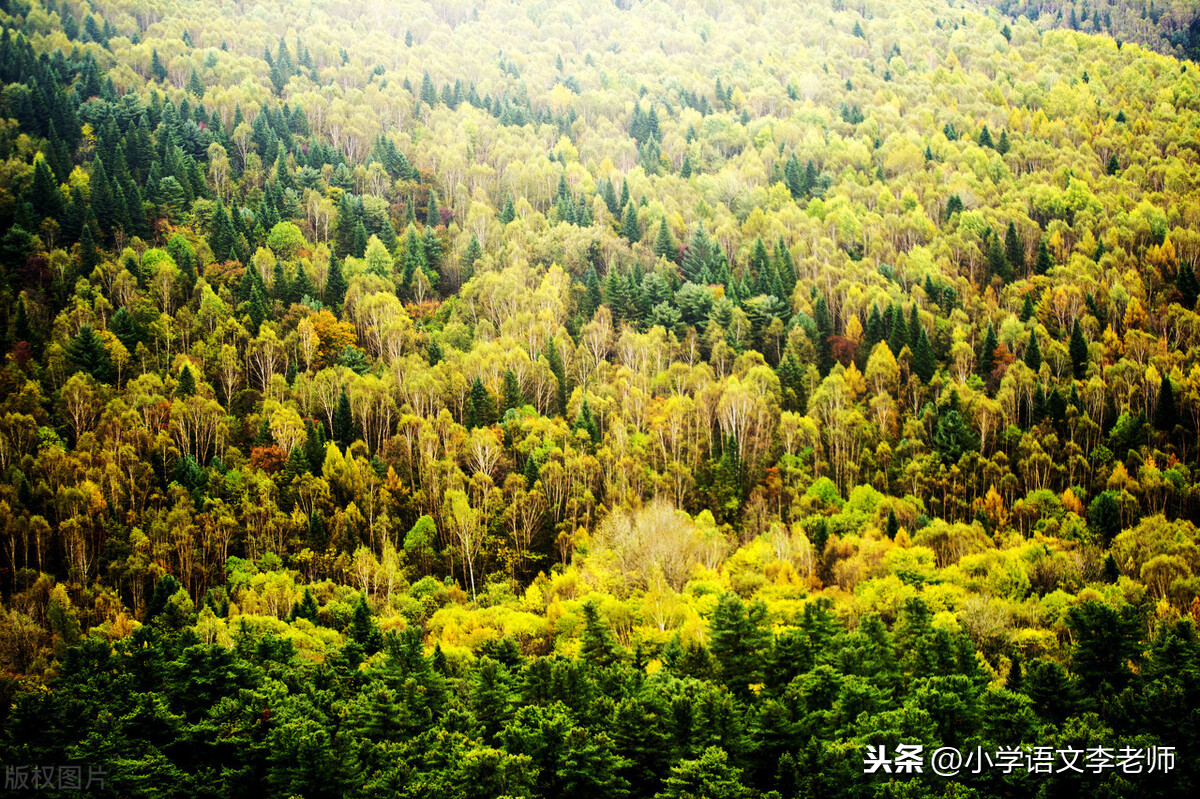 三年级语文上册《美丽的小兴安岭》知识点汇总，附带课堂笔记