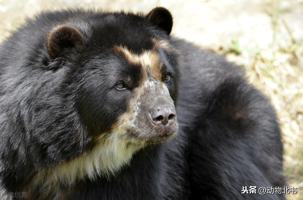 熊的寿命(9种“熊”科动物，还有可爱的国宝熊猫。熊是孤独的个体)