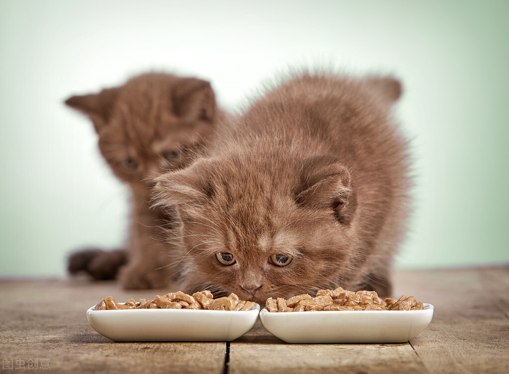 猫咪可以吃鸡蛋吗（鸡蛋中含有丰富的营养物质）