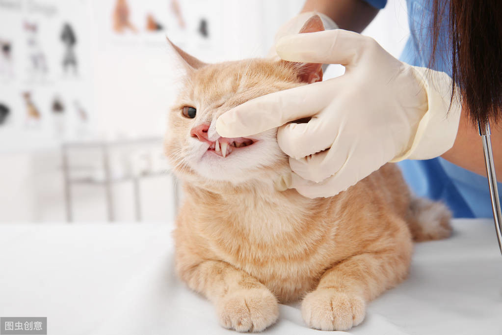 辟谣，猫也需要拔牙？拔牙也是无奈之举，又该如何治疗与预防