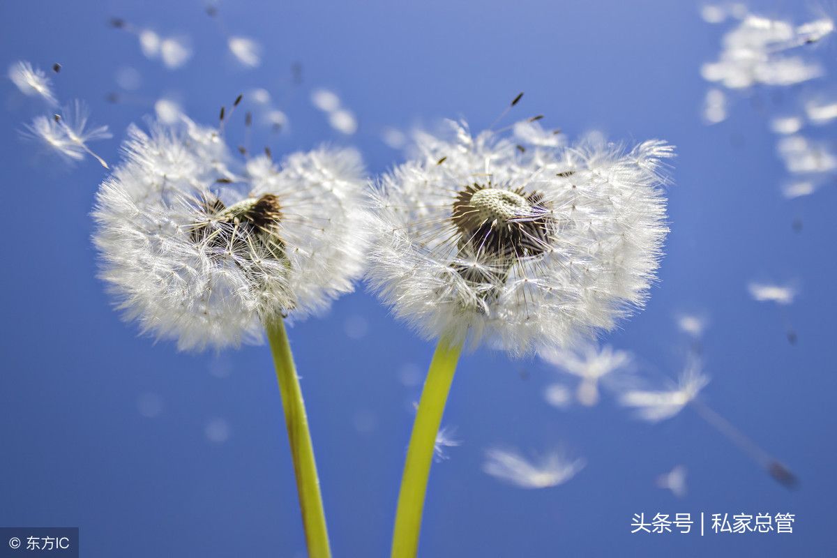 蒲公英的花语：无法停留的爱