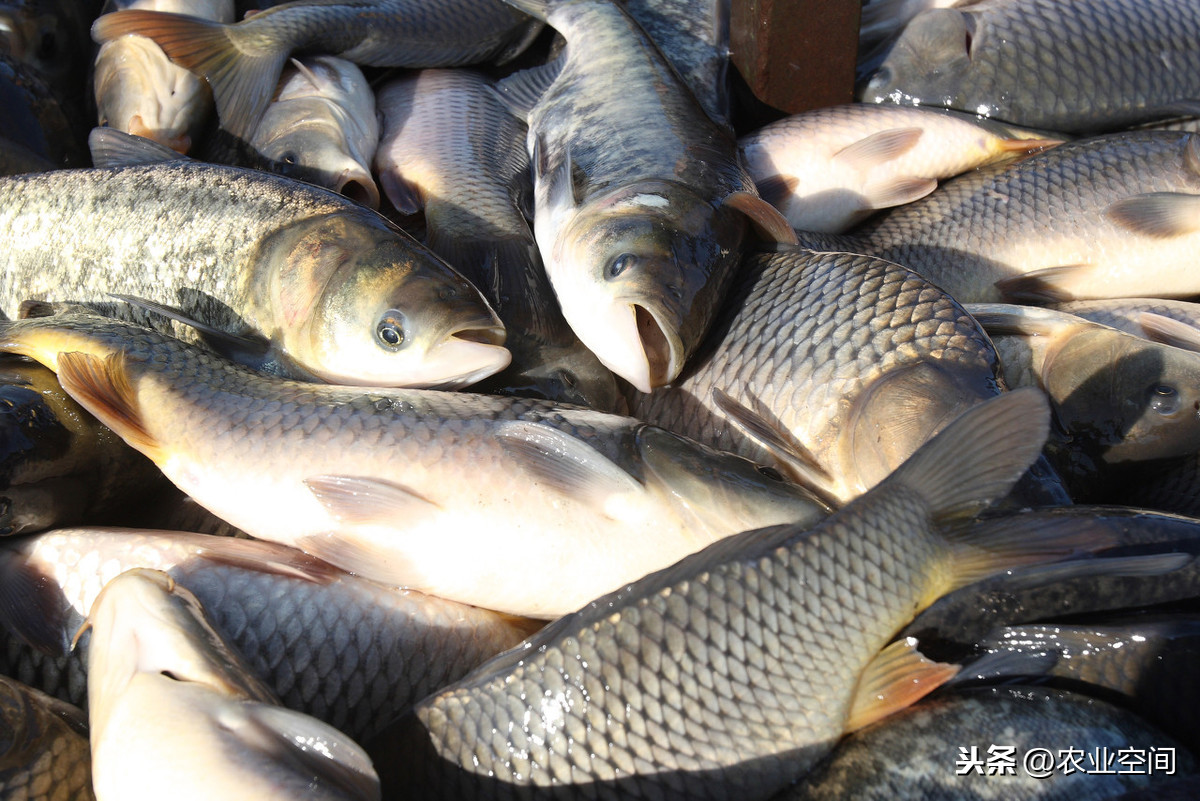草鱼生长速度快、食物链短、易饲养、抗风险性很高，草鱼水花养殖