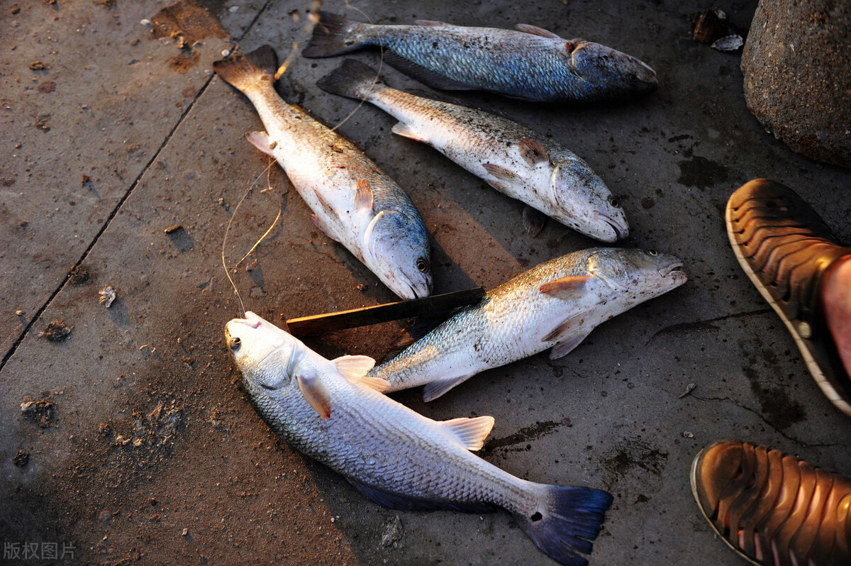 紅魚(yú),紅魚(yú)怎么做好吃又簡(jiǎn)單