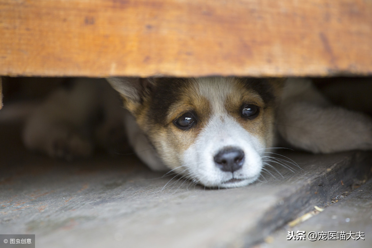 科普:狗狗為什麼要吃大便?這5個原因帶你詳細瞭解!