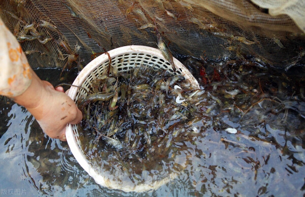 河虾卖到断货，鳜鱼43元/斤，“六月黄”上市，养殖户总算笑了