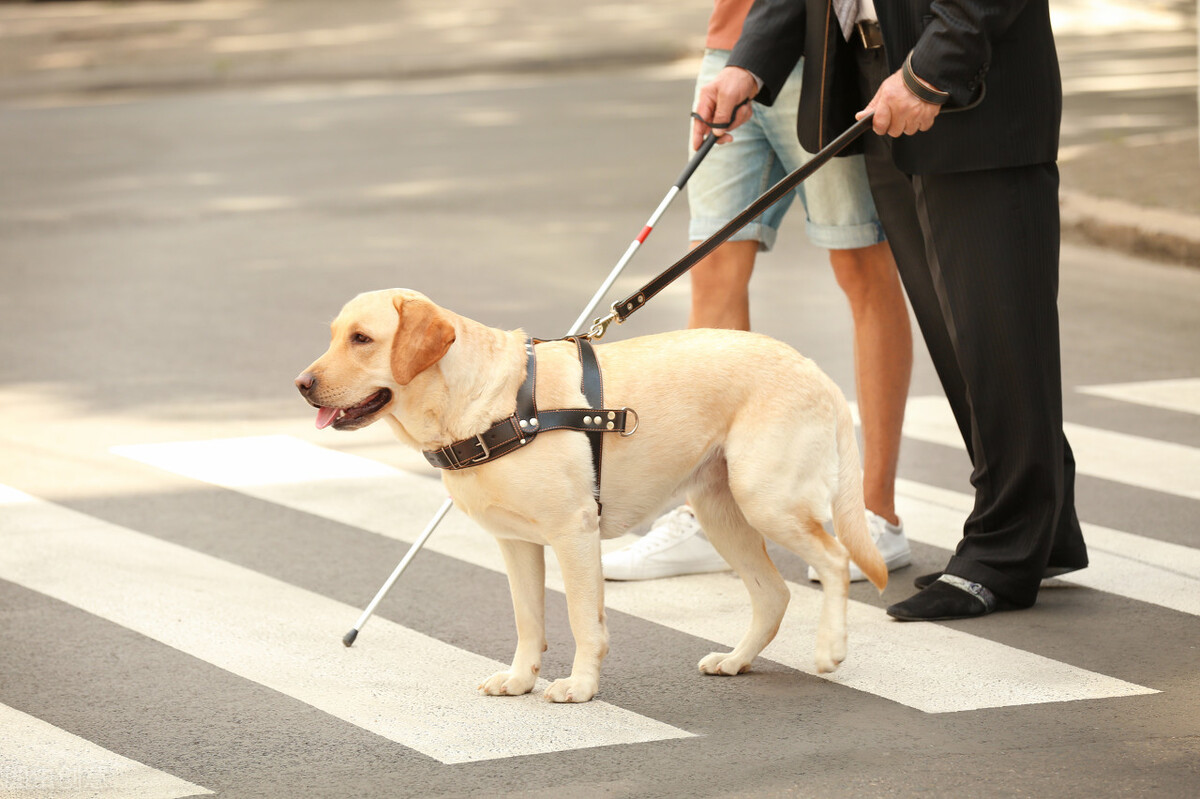 拉布拉多犬有多受欢迎？离不开这6个优点，看完我也想养一只