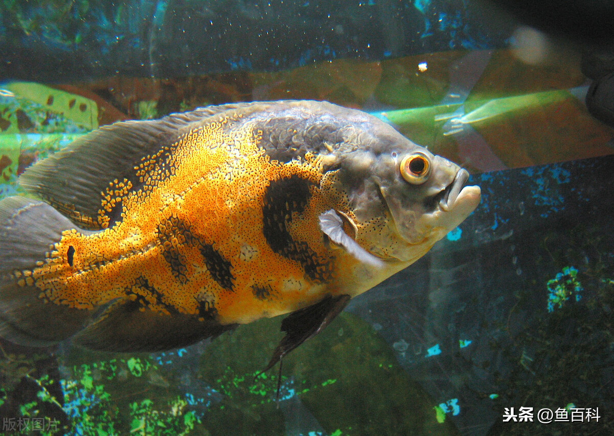 地圖魚太兇不好混養?試試這3種魚,魚兒不打架,魚缸更漂亮