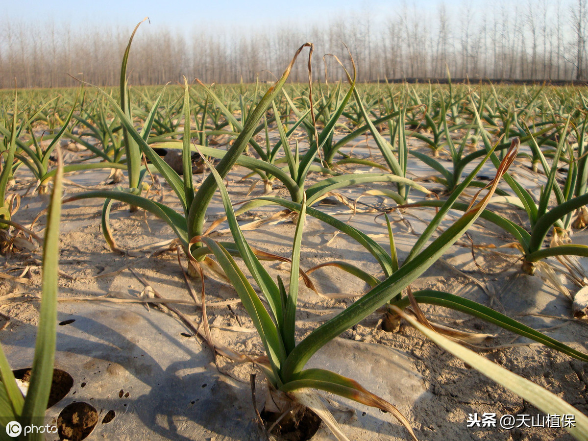 大蒜种植技术和管理方法，种大蒜的步骤技术要点及正确过程