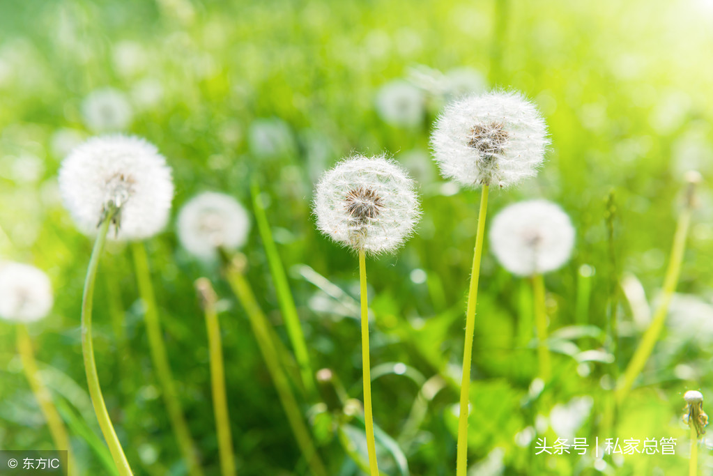 蒲公英的花语：无法停留的爱