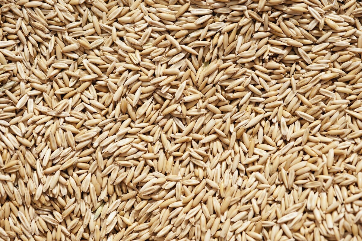 小麦和大麦有什么区别（详解2种粮食作物的区别）