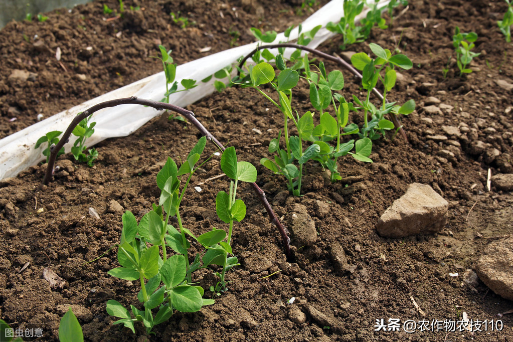 豌豆高产种植,注意事项比较多!您知道哪些?