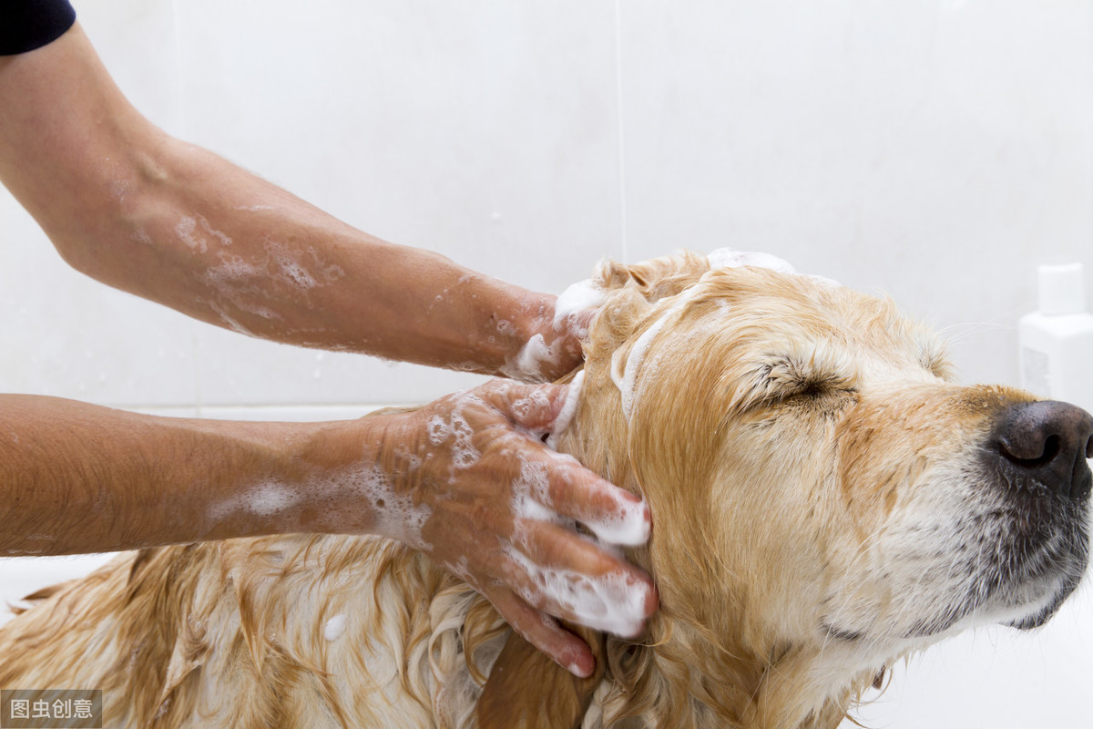 给自家狗狗洗澡的正确方式，简单易学，最重要的是还省钱