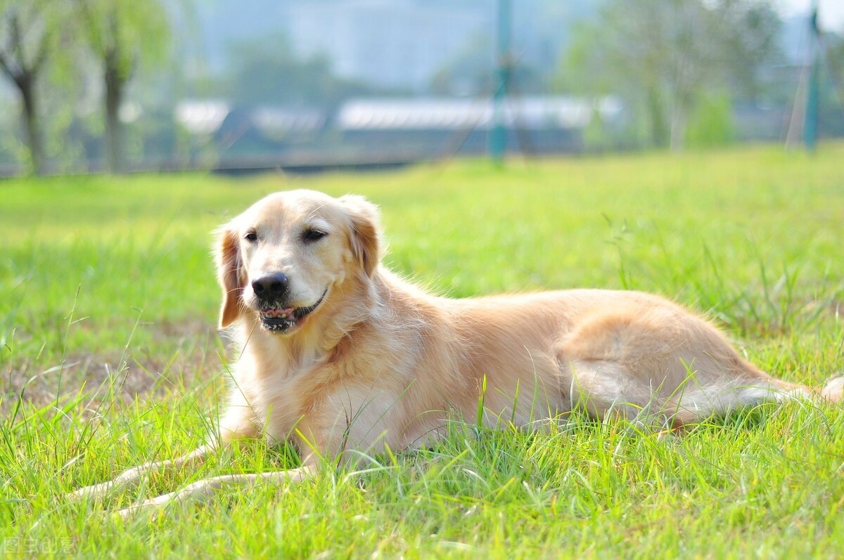 2个月幼犬不单独喂水（狗狗喝水小知识误区）