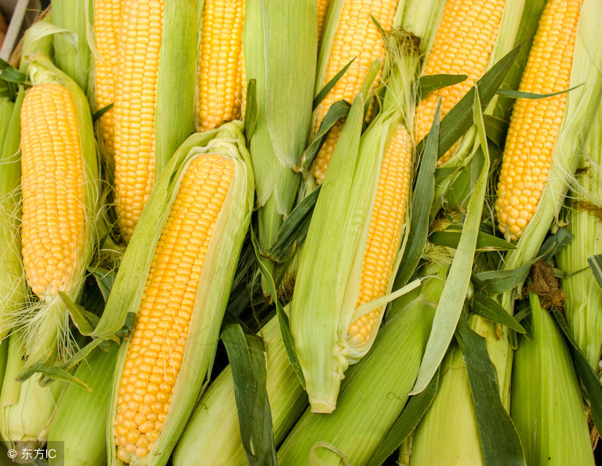 12月14日玉米价格多少钱一斤？年前全国玉米最新行情预测