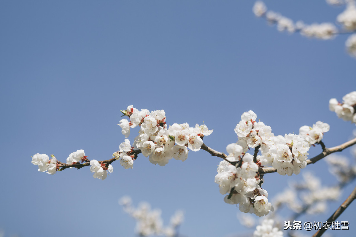 纳兰性德的春词名句：春情梨花薄，夕阳何事近黄昏