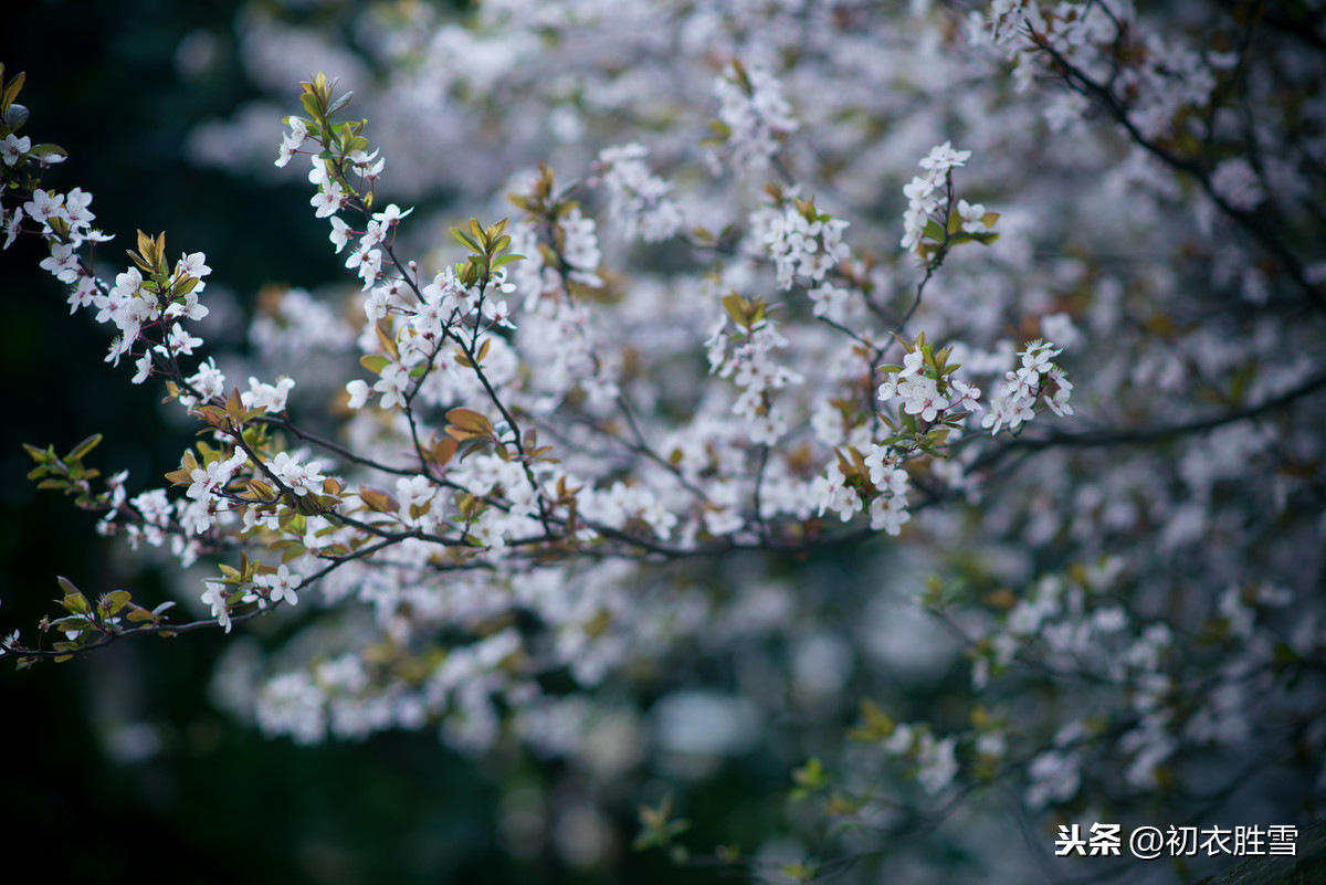 仲春美句：离恨恰如春草，更行更远还生