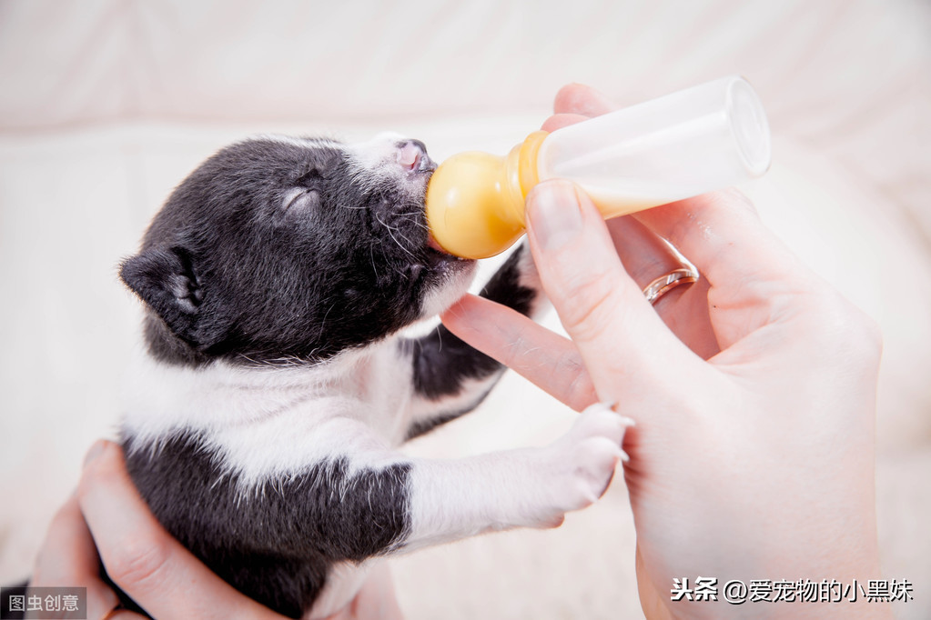 新生幼犬如何进行护理？请看下文