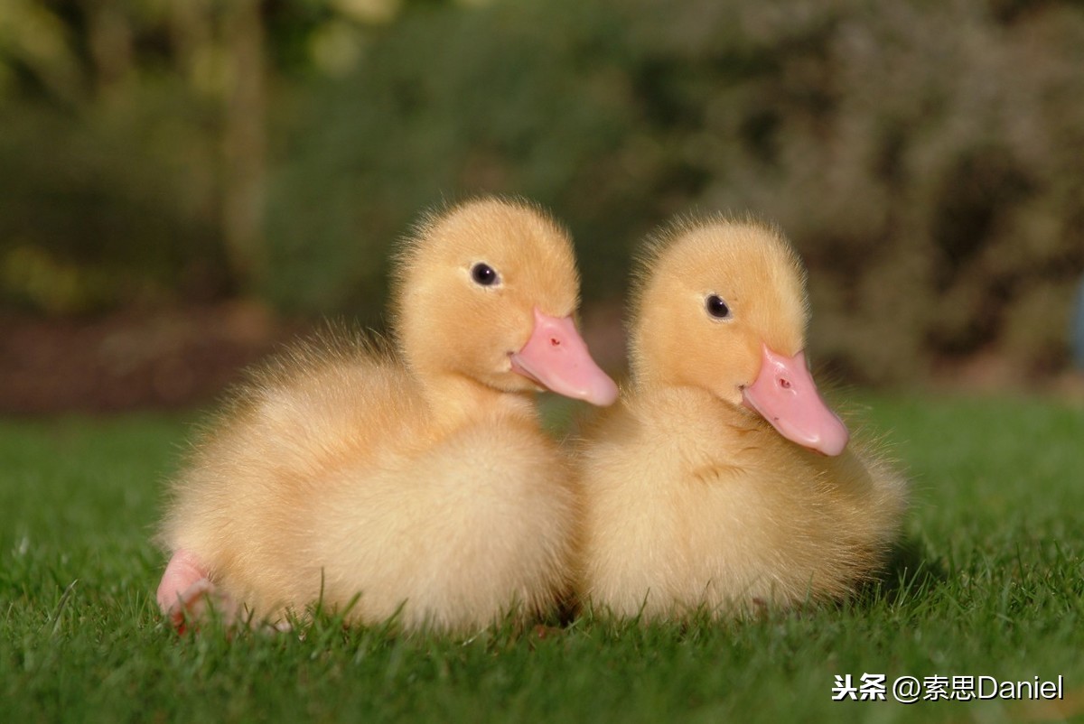 索思解码单词（第4个）——duck