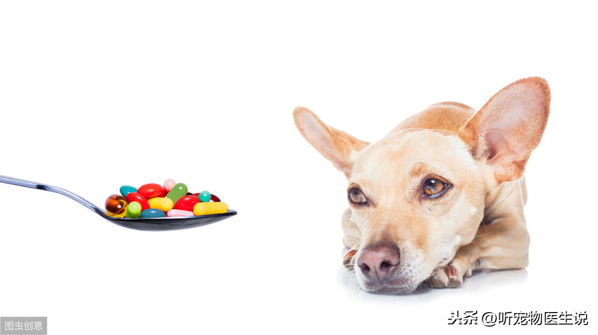 狗狗经常反复的拉稀、呕吐怎么办，慢性肠胃炎保养比治疗更有效