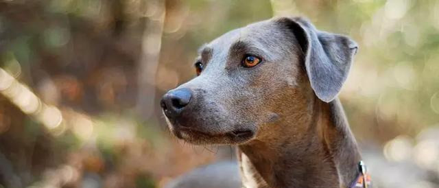 普罗特猎犬图片（盘点国外适合猎野猪的犬种）