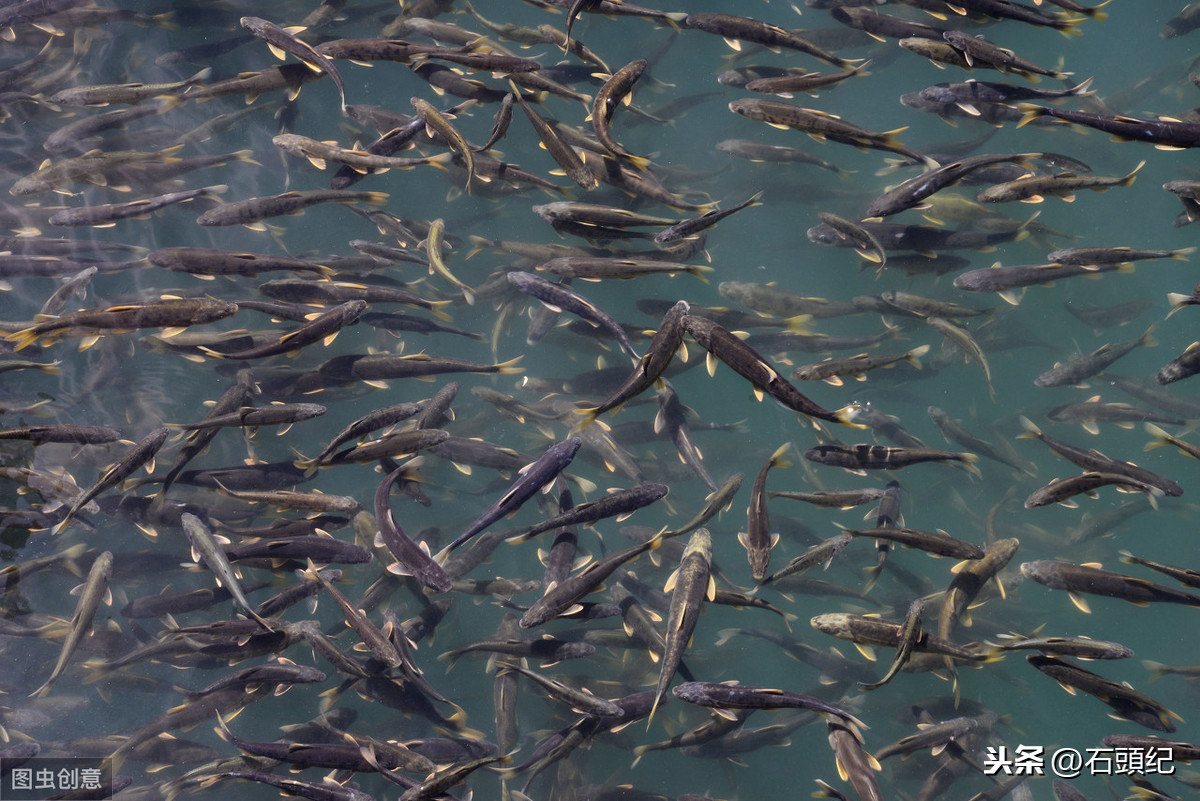 青海湖里的精灵，每年只长一两肉的湟鱼，再现半河清水半河鱼景观