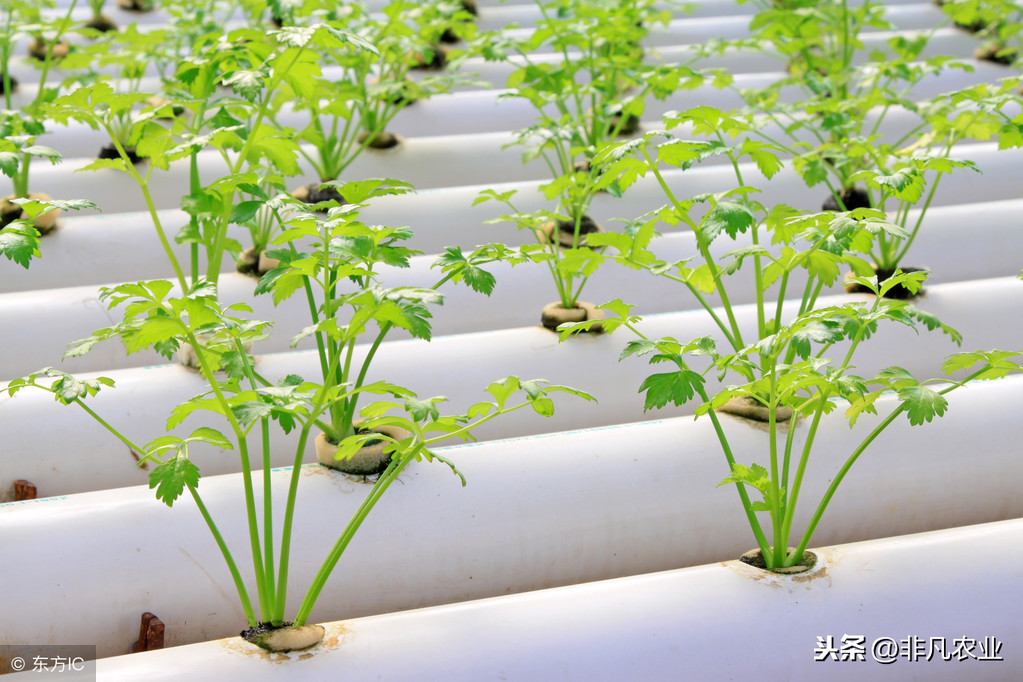 芹菜的种植方法和时间（手把手教你种清脆的芹菜）