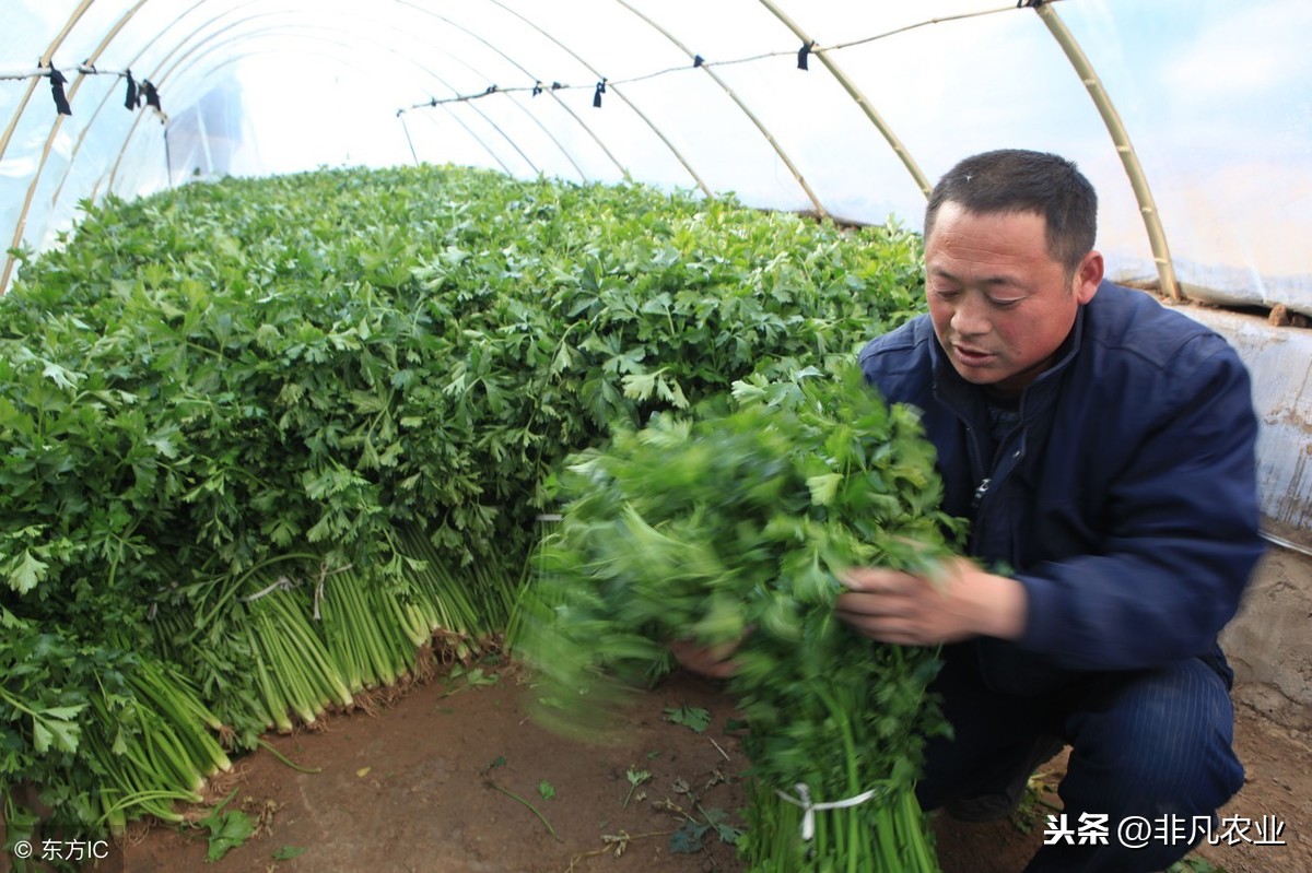 芹菜的种植方法和时间（手把手教你种清脆的芹菜）