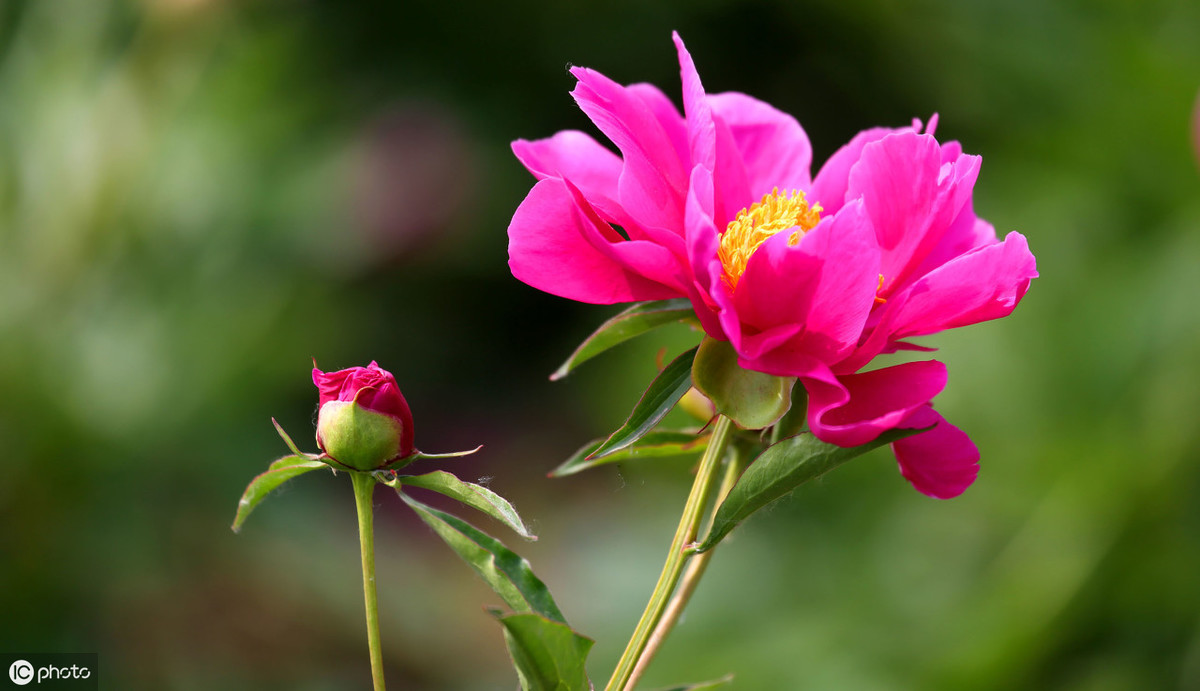 芍药花语及寓意（芍药的花语和象征寓意7夕节能用到哦）