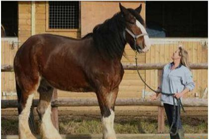 世界上体型最大的马（快速了解世界上最大的马）
