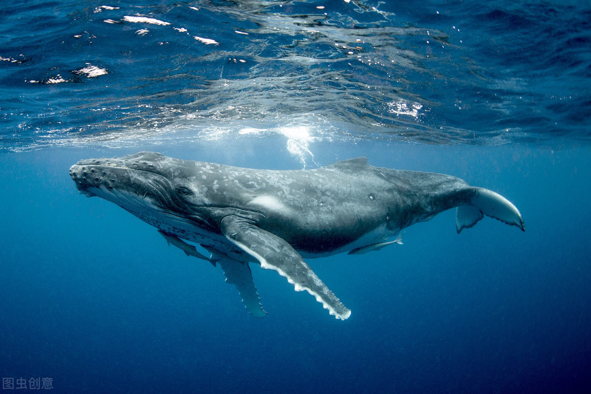 鲸鱼发出52赫兹叫声与同伴格格不入,孤独感真实存在