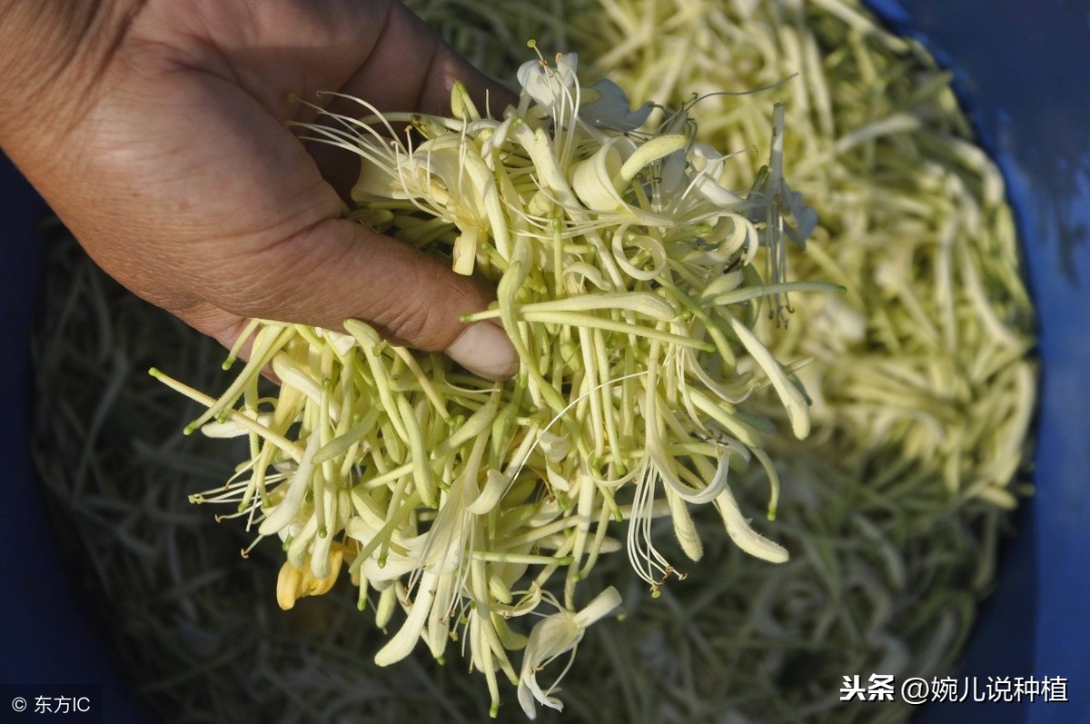 这一种作物，市场价格稳定，供不应求，农村种植有潜力，有前景！