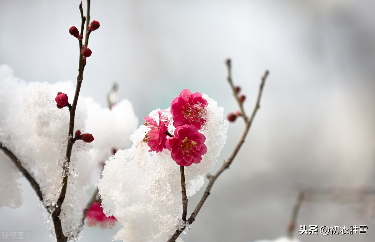 白雪红梅唯美图片