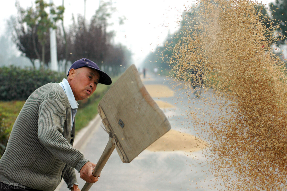 21年稻谷最低收购价公布！麦价逼近1.3元，粮价未来如何？