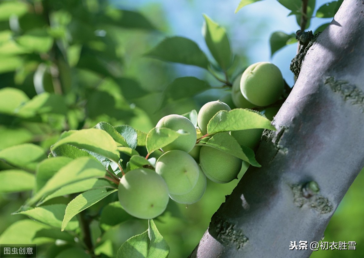 晚春诗词名句：雨轻风色暴，梅子青时节