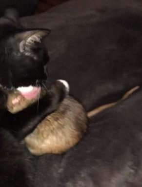 猫吃老鼠的视频(奶牛猫抱着老鼠疯狂舔舐，这是在试味道吗？其实人家是好朋友啦)