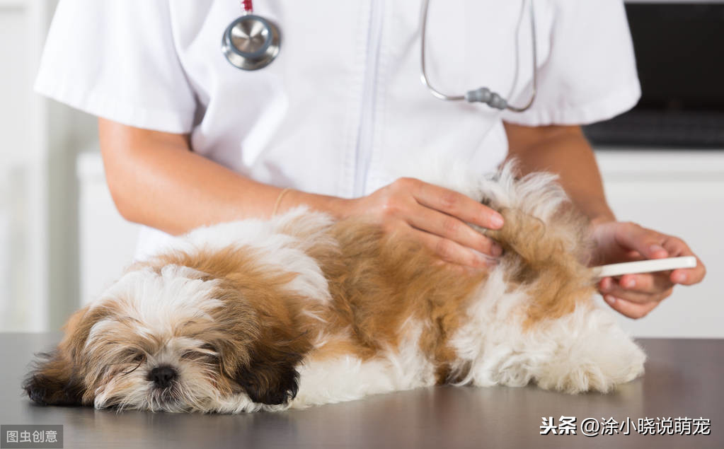 犬瘟热后期还能治好吗，犬瘟后期救不活的症状和征兆