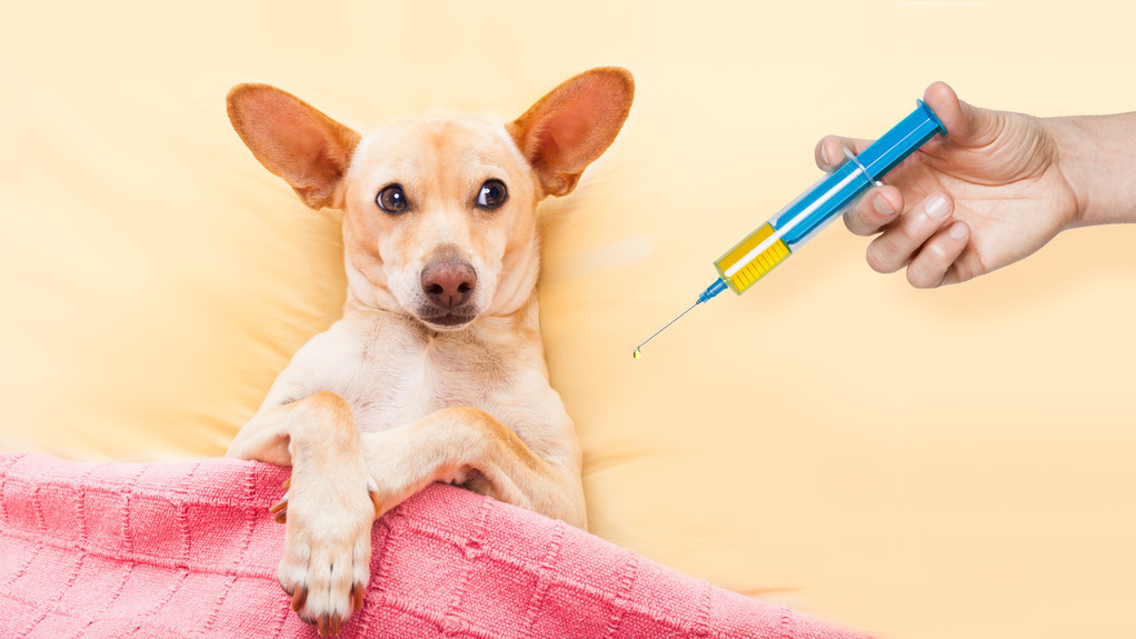 辟谣：刚买的狗狗打没打疫苗没办法判断？这4种方法可以快速鉴别