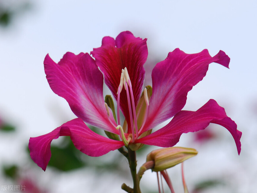 紫荆花的寓意与花语（合家团圆之亲情花紫荆花）